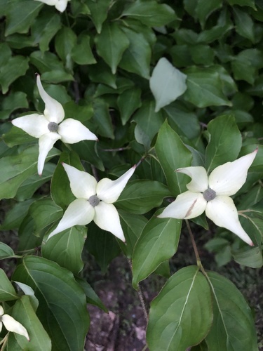 Cornus kousa iNat (3)
