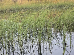 Equisetum fluviatile