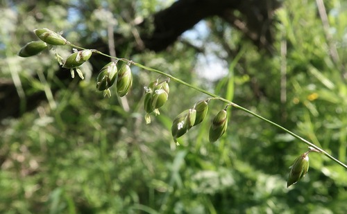 Melica picta, photograph 2