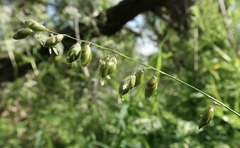 Melica picta, photograph (c) Tatyana Sova, some rights reserved (CC BY)