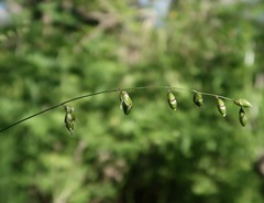 Melica picta