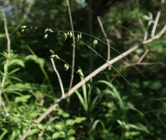 Melica picta, photograph (c) Tatyana Sova, some rights reserved (CC BY)