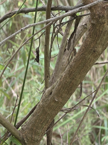 Olearia lirata, photograph 4