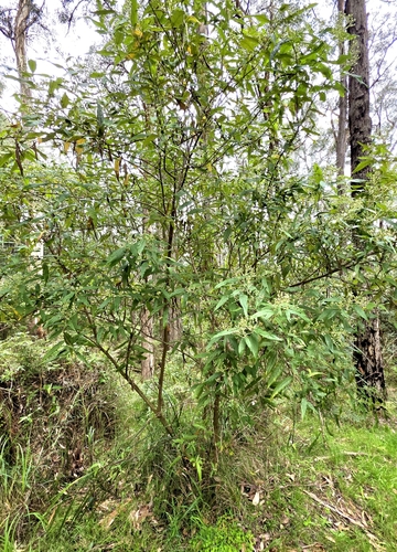Olearia lirata, photograph 5