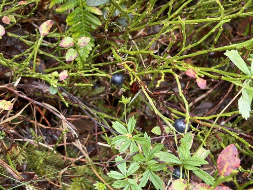 common bilberry