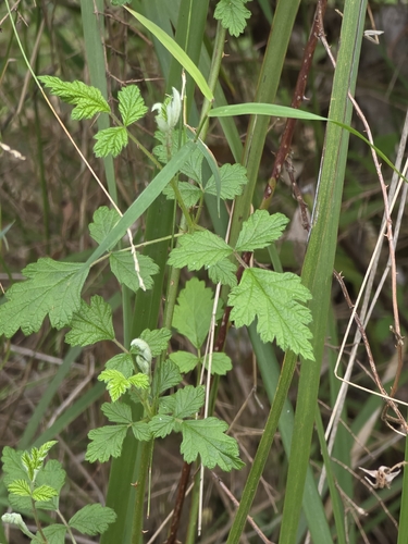 Rubus parvifolius