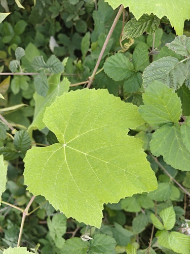 Vitis labrusca observed 2026-09-24