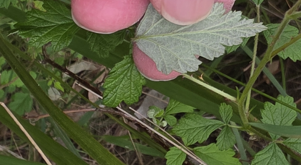 Rubus parvifolius; photograph (c) Ian Rainbow, some rights reserved (CC BY)