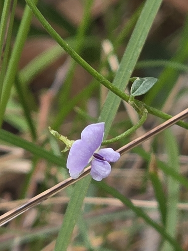 Glycine clandestina, photograph 1