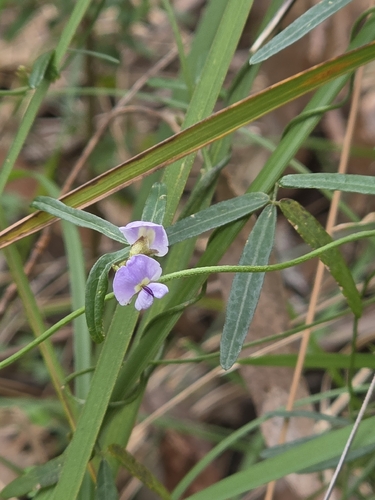 Glycine clandestina, photograph 2