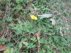 Potentilla argentea, photograph author not stated, no rights reserved