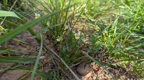 European field pansy