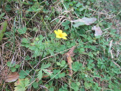 Potentilla argentea, photograph author not stated, no rights reserved