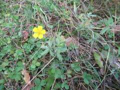 Potentilla argentea, photograph author not stated, no rights reserved