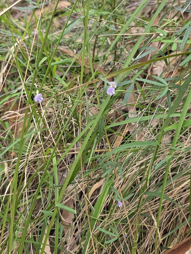 Glycine clandestina, photograph 4
