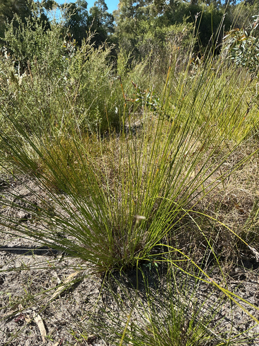 Lepidosperma filiforme observed 2026-09-25