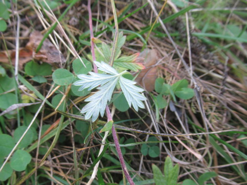 Potentilla argentea, photograph 1