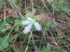 Potentilla argentea, photograph author not stated, no rights reserved