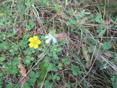 Potentilla argentea