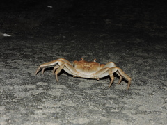 Geograpsus crinipes