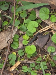 (c) Ian Rainbow, some rights reserved (CC BY) Dichondra repens, photograph (c) Ian Rainbow, some rights reserved (CC BY)