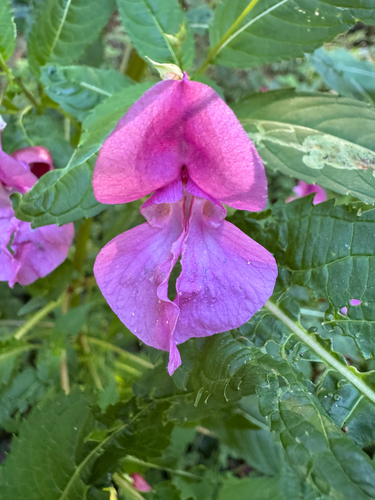 Himalayan balsam