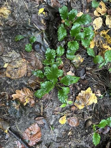 Наблюдение на iNaturalist