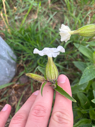 white campion