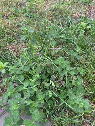 Black horehound