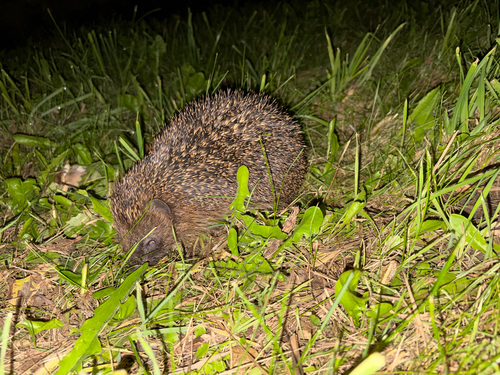 Common Hedgehog