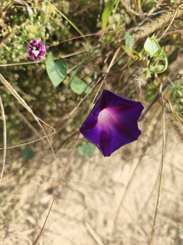 common morning-glory