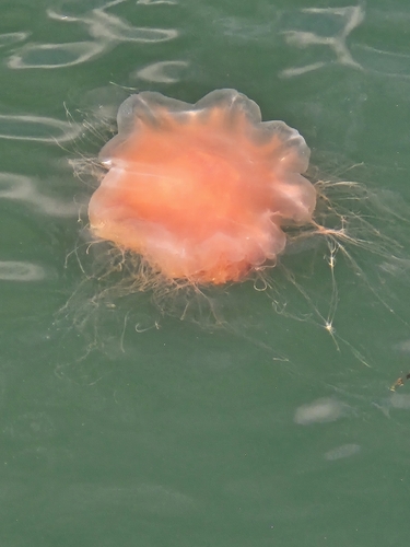 Lion's Mane Jelly