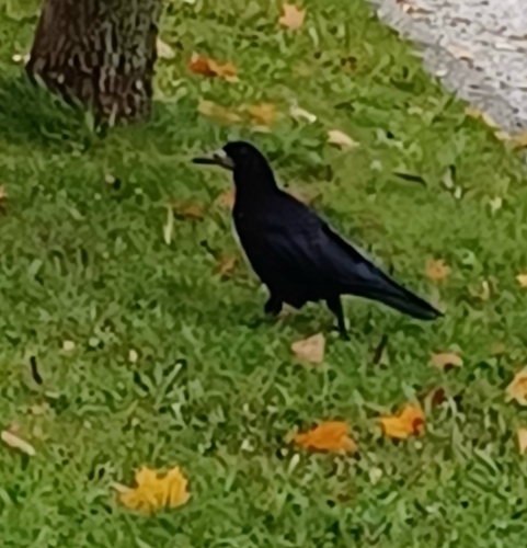 Rook