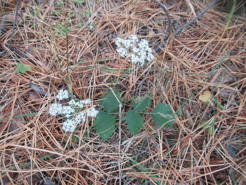 Pimpinella saxifraga