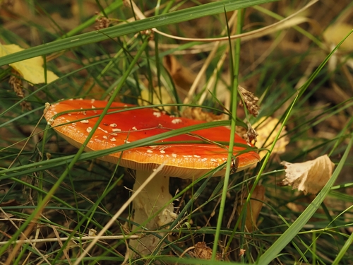Fly Agaric