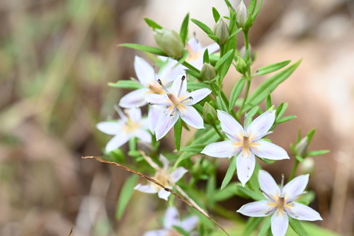 Swertia diluta