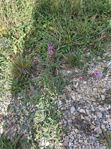 Butterfly bush