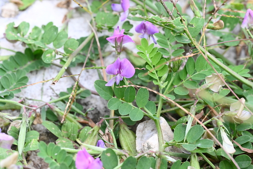 Flatstem Milkvetch