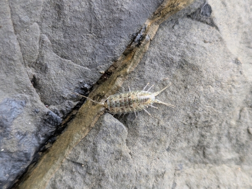 Common Sea Slater