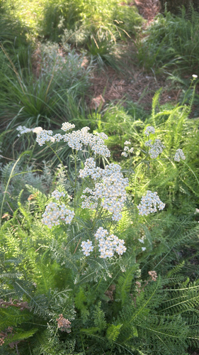 common yarrow