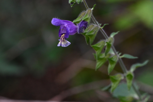 Shaded Sage