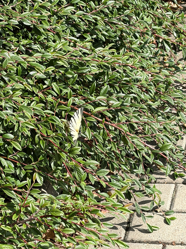 Scarce Swallowtail