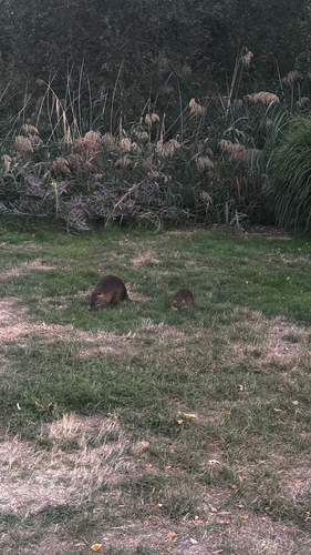 Coypu