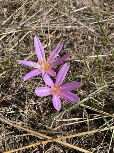 Autumn Crocus