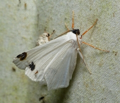 Sericoptera