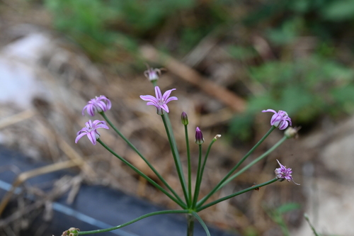 Allium neriniflorum