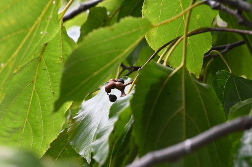Japanese Raisin Tree