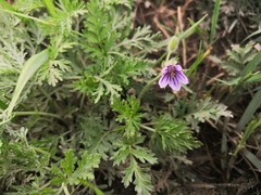 Erodium stephanianum