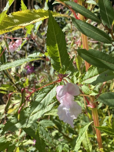 Himalayan balsam