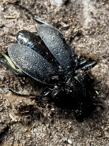Leather Beetle